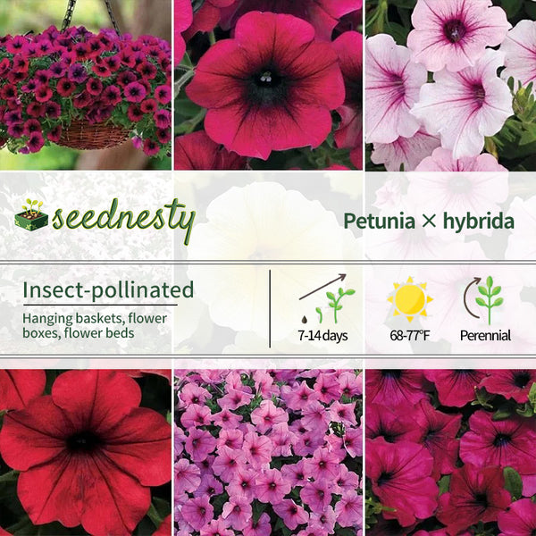 Wave Petunia Seed Collection