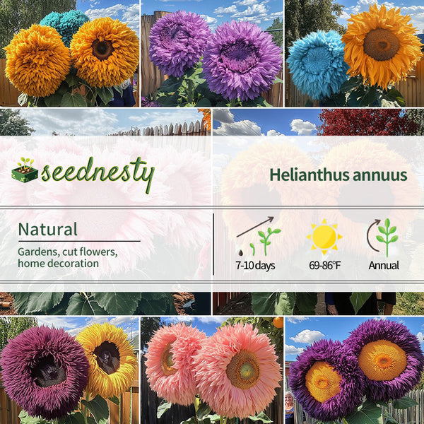 Enchanting Giant Teddy Bear Sunflower Seeds