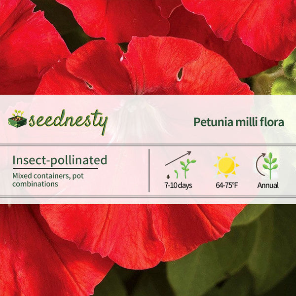 FlashForward Red Petunia Seeds