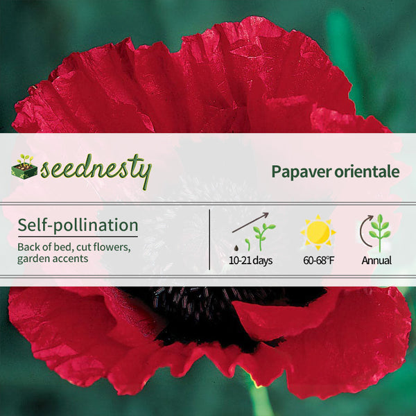 Great Scarlet Poppy Seeds