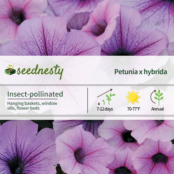 Easy Wave Plum Vein Petunia Seeds