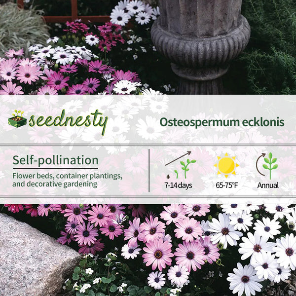 Passion Mix Osteospermum Seeds