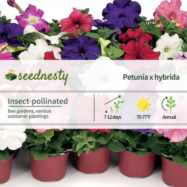 TriTunia Mix Hybrid Petunia Seeds