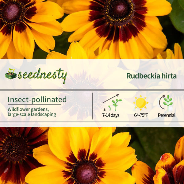 Pawnee Spirit Rudbeckia Seeds