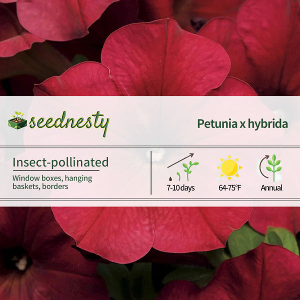 Easy Wave Berry Velour Petunia Seeds