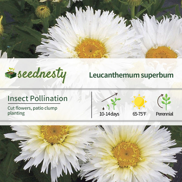 Leucanthemum 'Belgian Lace' Seeds