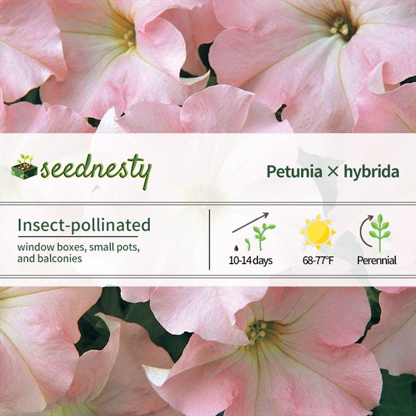 Dreams Appleblossom Petunia Seeds