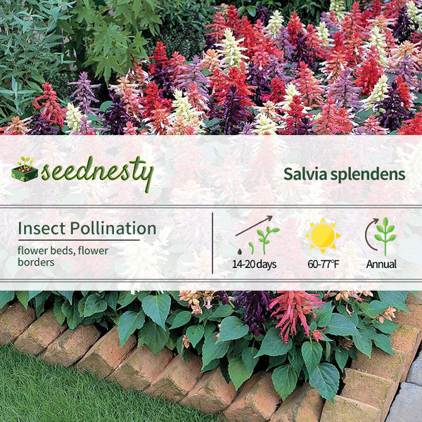 Vista Mix Salvia Seeds
