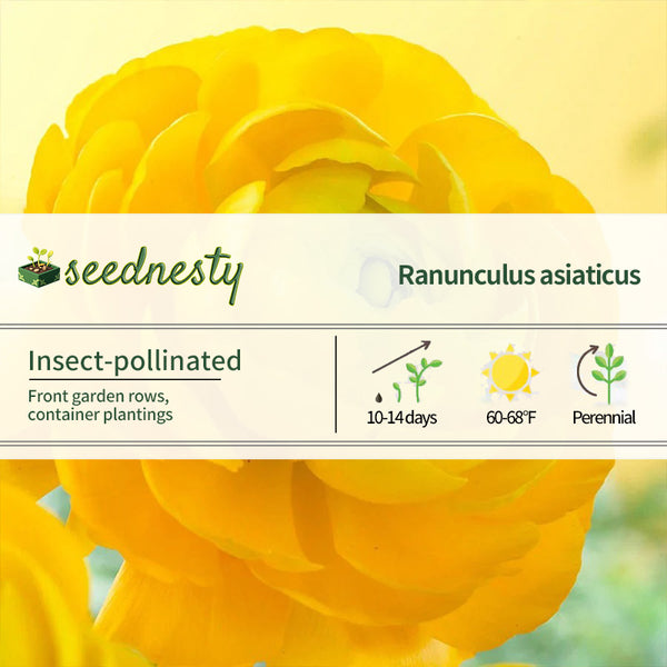 Ranunculus Double Yellow Buttercup Seeds