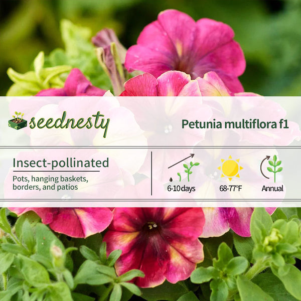 Shake Raspberry Petunia Seeds