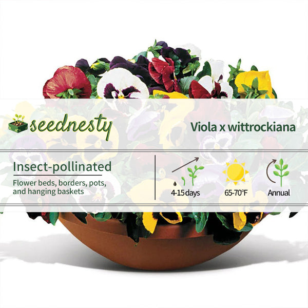 Matrix Full Mix Hybrid Pansy Seeds