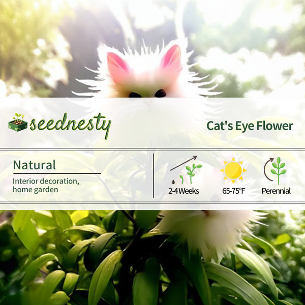 Amazing Plants Cat's Eye Dazzle Seeds