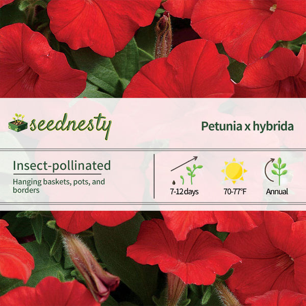 Easy Wave Red Hybrid Petunia Seeds