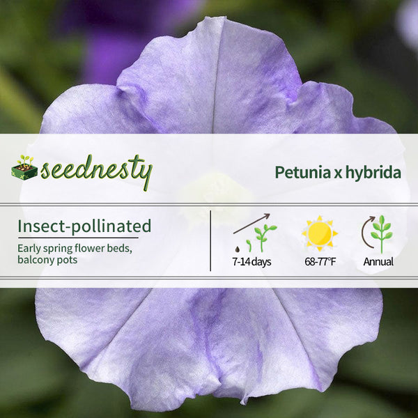 FlashForward Sky Blue Petunia Seeds