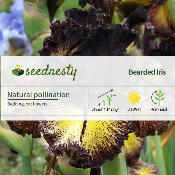 Sorbonne Bearded Iris