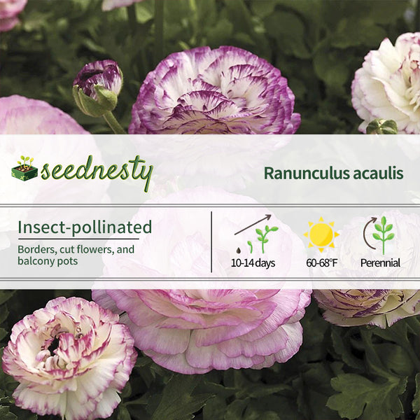 Mache Bicolor Mix Ranunculus Seeds