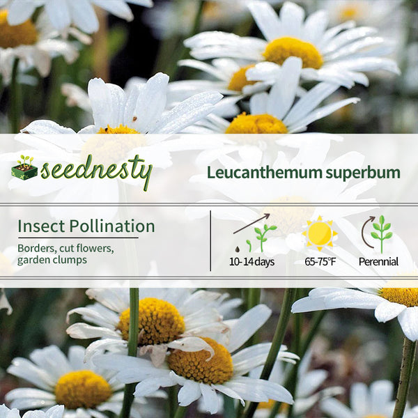 'White Breeze' Shasta Daisy Seeds
