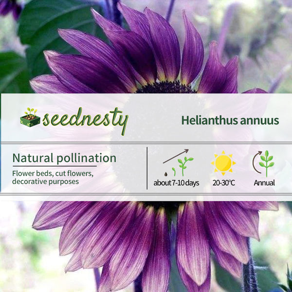 Rare Color Purple Sunflower