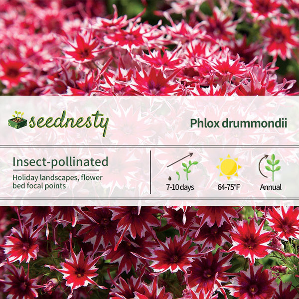 Popstars Red Phlox Seeds