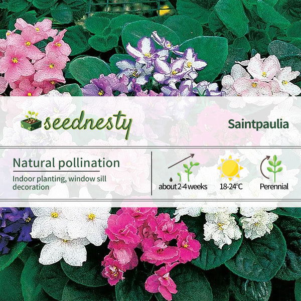 Fantasy Hybrid African Violet Seeds