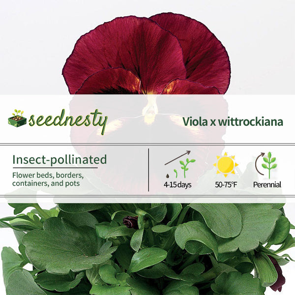 Delta Classic Tapestry Pansy Seeds