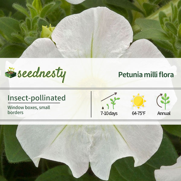 FlashForward White Petunia Seeds