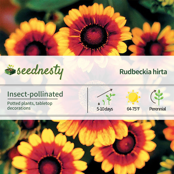 Toto Rustic Rudbeckia Seeds