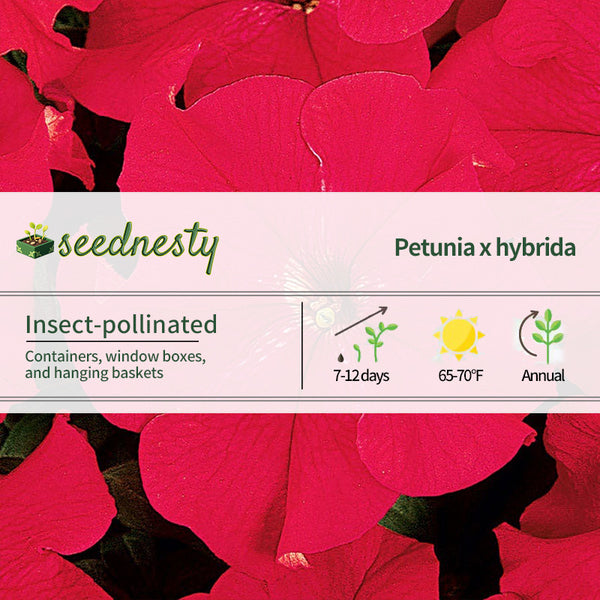Dreams Red Petunia Seeds