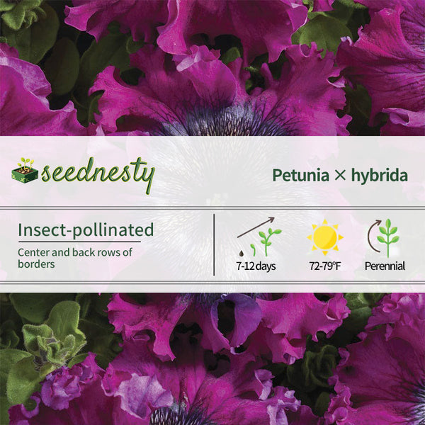 Superbissima Wine Red Petunia Seeds