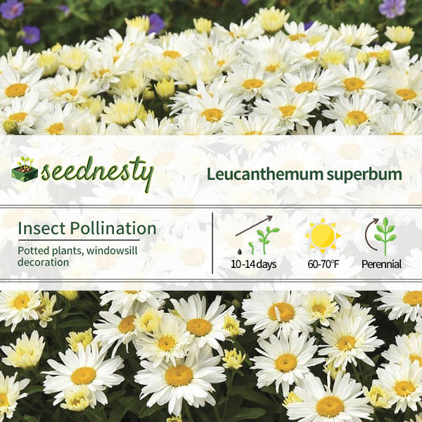 Leucanthemum 'Cream Puff' Seeds