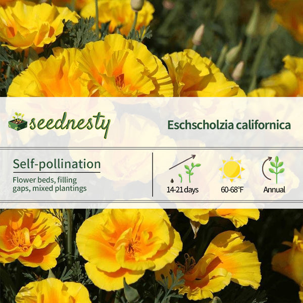 'Yukon Gold' Poppy Seeds