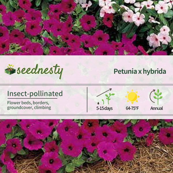 Tidal Wave Purple Petunia Seeds