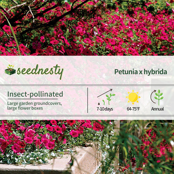 Tidal Wave Cherry Petunia Seeds