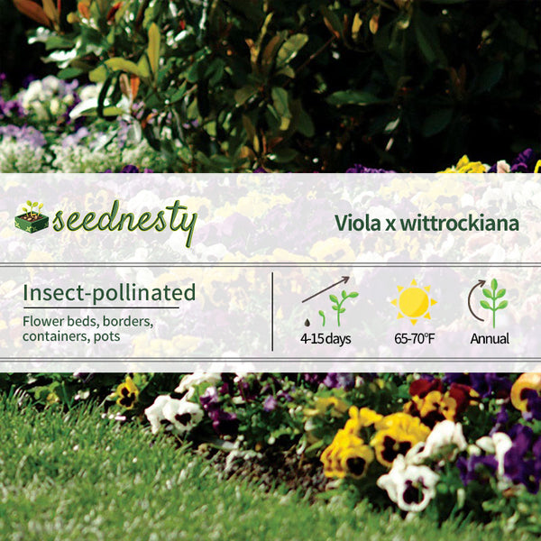 Spring Matrix Blotch Mix Pansy Seeds