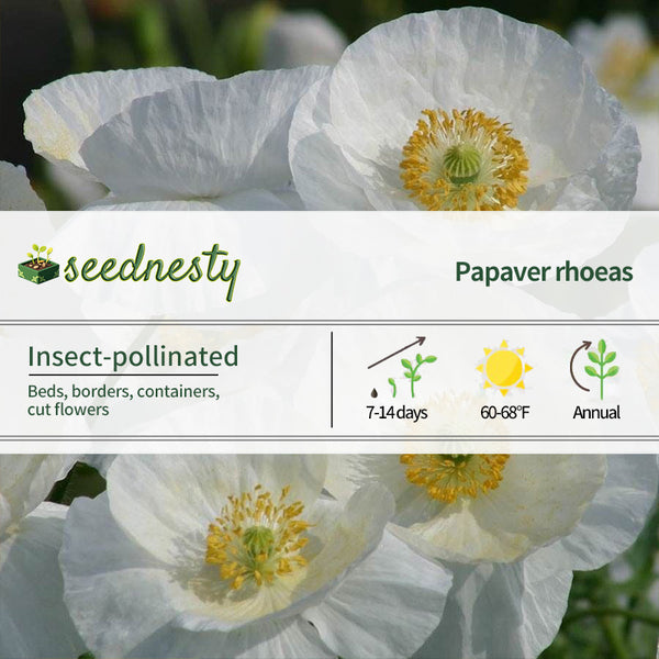 'Bridal Silk' Poppy Seeds