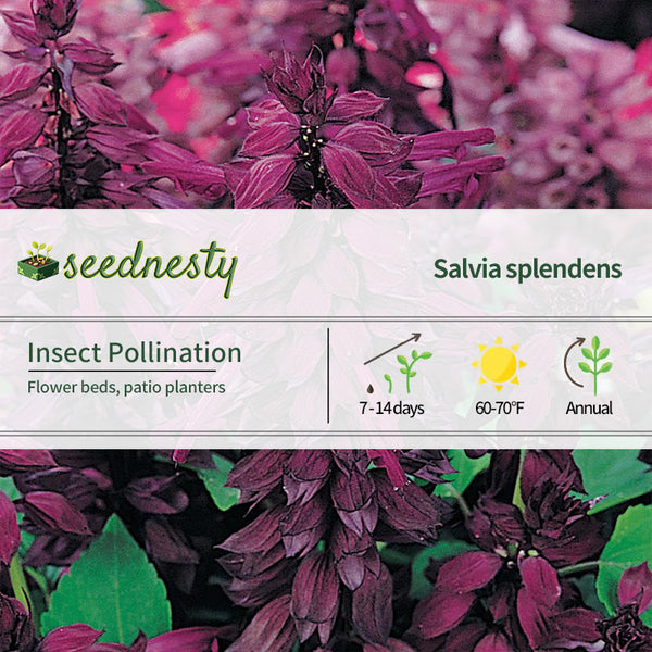 Vista Purple Salvia Seeds