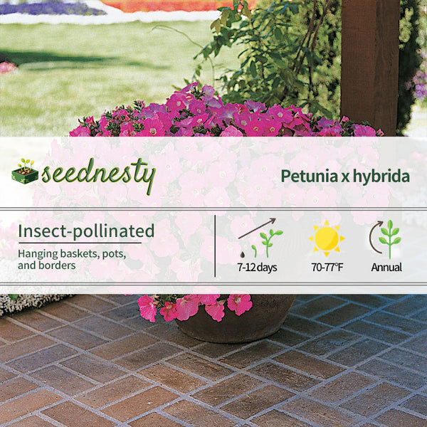 Easy Wave Pink Petunia Seeds