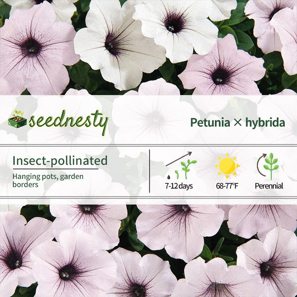 Tidal Wave Silver Petunia Seeds