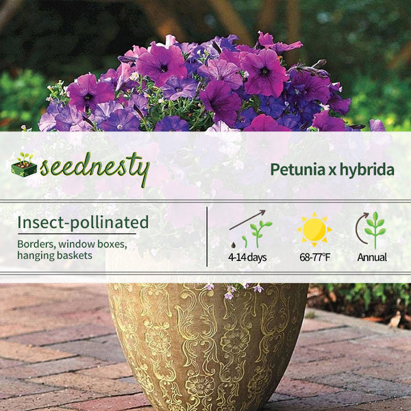 Fuseables Healing Waters Petunia - Bacopa Seeds