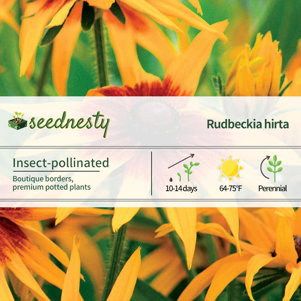 Cappuccino Rudbeckia Seeds