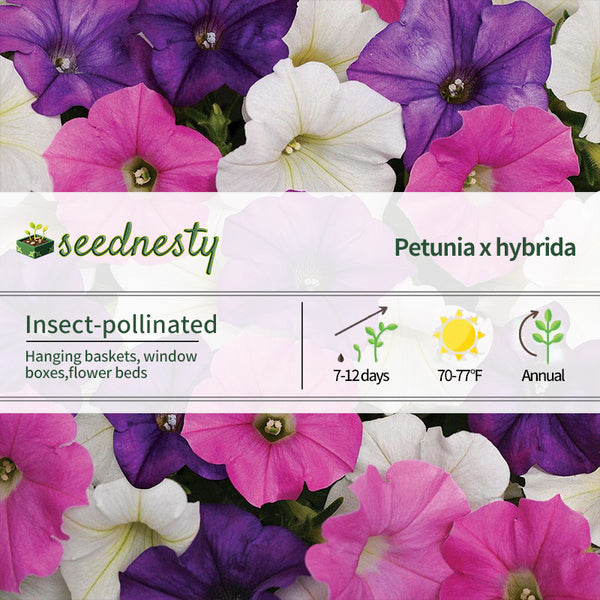 Shock Wave Spark Mix Petunia Seeds