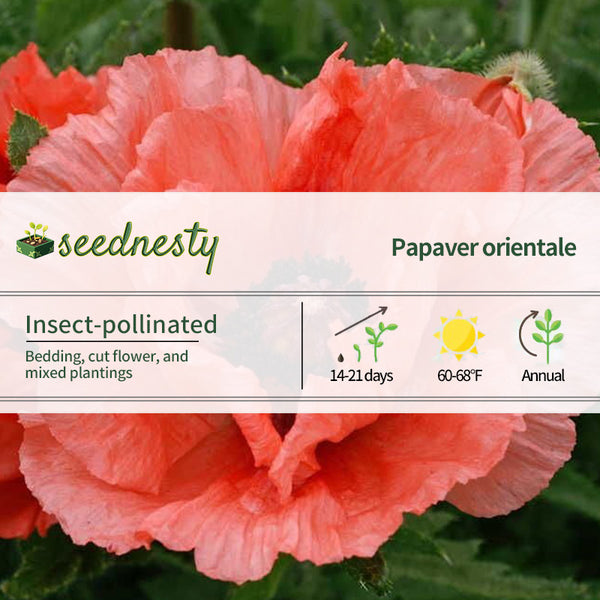Double Pleasure Oriental Poppy