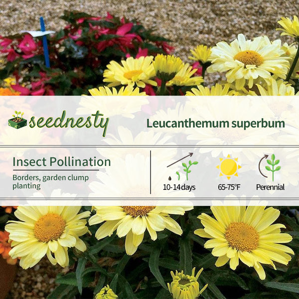 Leucanthemum Realflor 'Real Sunbeam' Seeds