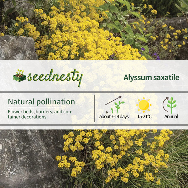 Basket of Gold Compacta Alyssum Seeds