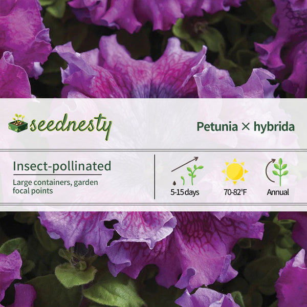 Superbissima Dark Purple Petunia Seeds