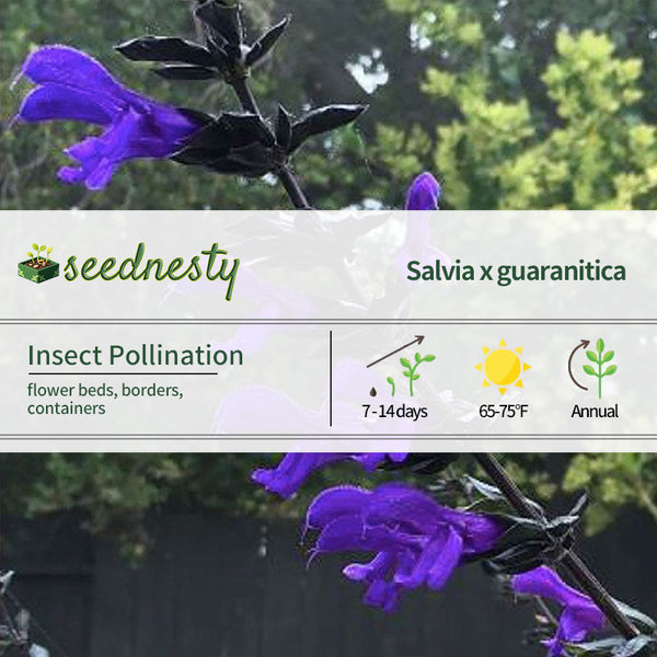 Salvia BODACIOUS 'Rhythm & Blues' Seeds