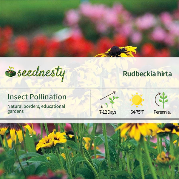 'Kelvedon Star' Rudbeckia Seeds