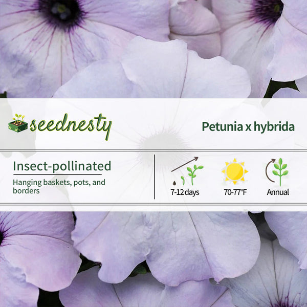 Easy Wave Silver Hybrid Petunia Seeds