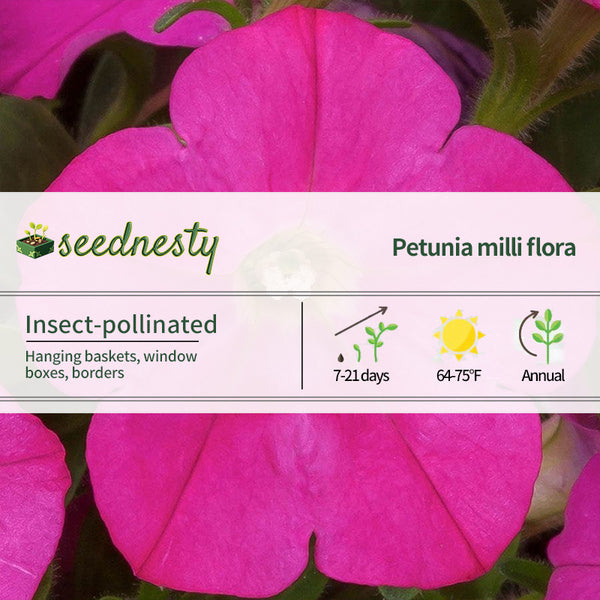 FlashForward Pink Petunia Seeds