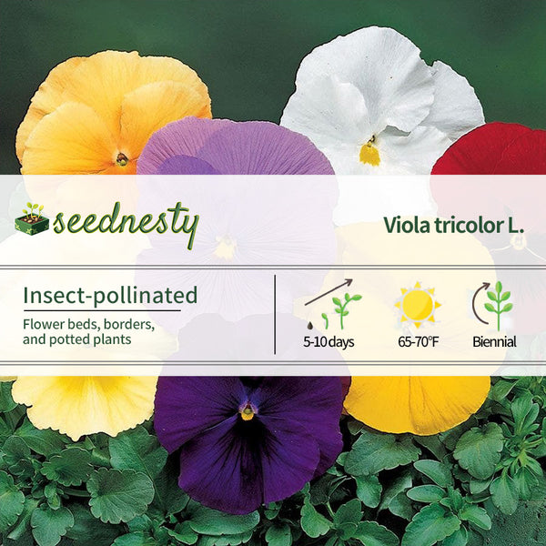 Delta Pure Colors Mix Pansy Seeds